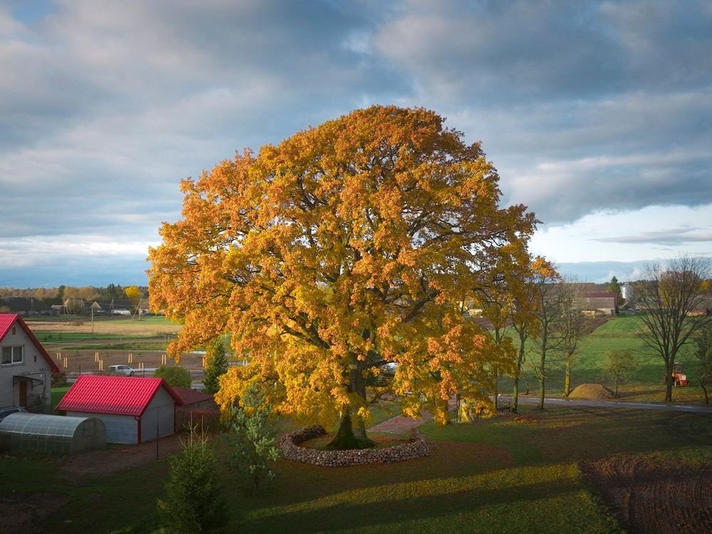 The Oak of Laukiai